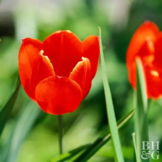 Тюльпан мадам Лефебер Tulipa fosteriana