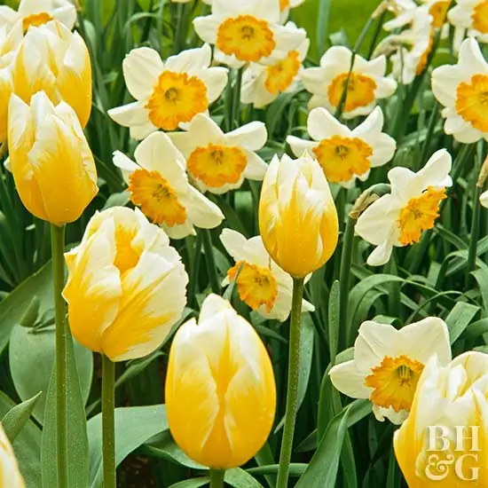 Милый тюльпан Tulipa fosteriana 'Милая'