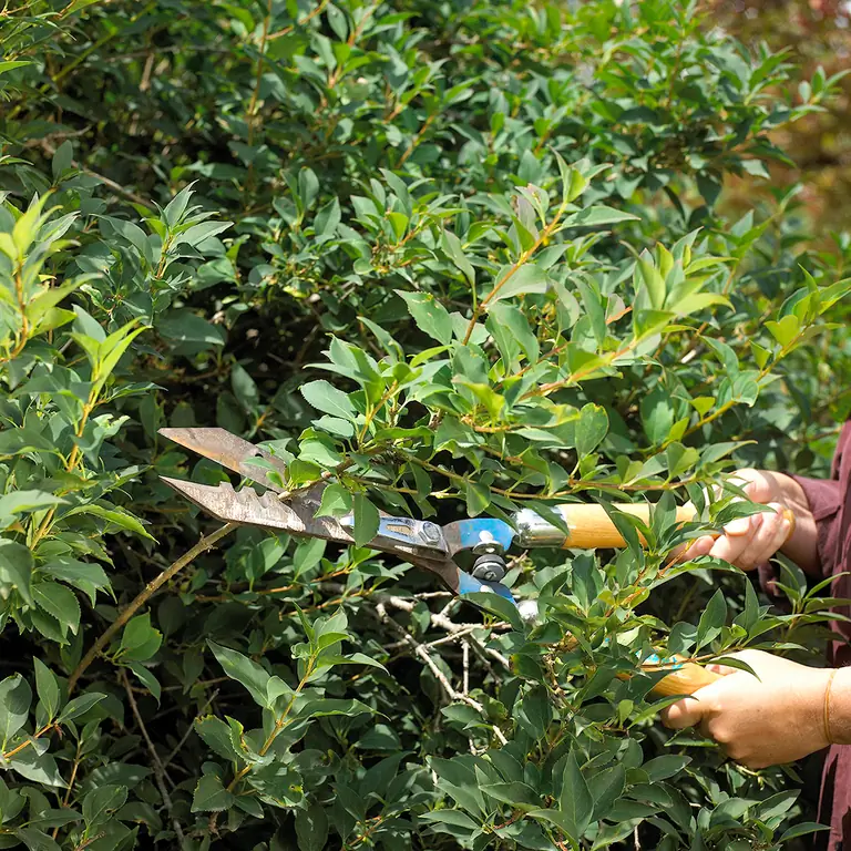 используя ножницы живой изгороди forsythia конечностей используя ножницы живой изгороди forsythia конечностей