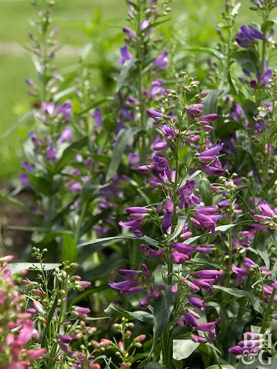 Penstemon, Beardtongue, Олень, Олень устойчивый, Пейзаж Penstemon, Beardtongue, Олень, Олень устойчивый, Пейзаж