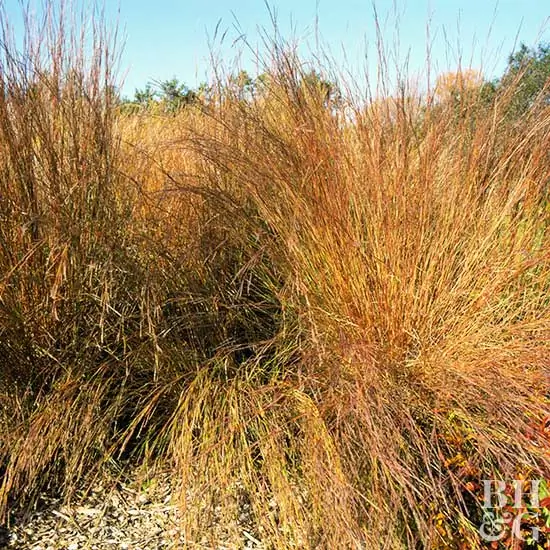 Schizachyrium scoparium Schizachyrium scoparium