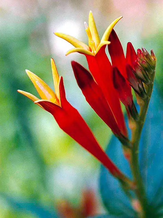 Индийский розовый