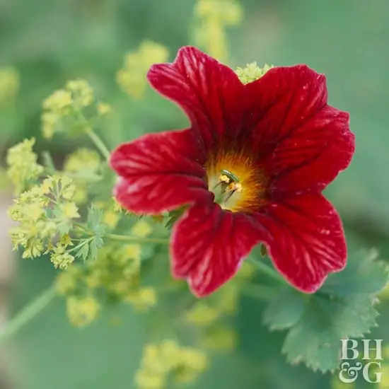 Salpiglossis
