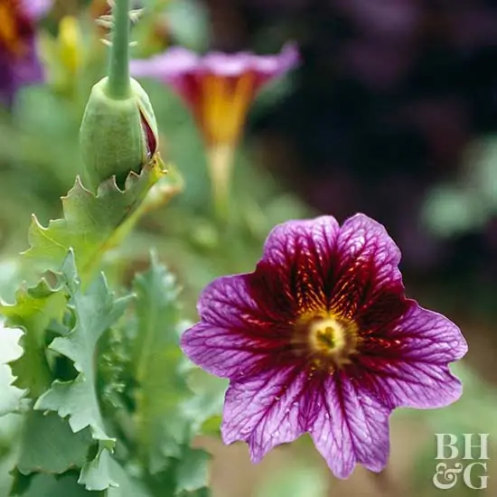 Salpiglossis