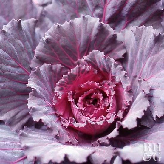 Brassica oleracea, BHG, Цветущая капуста, капуста