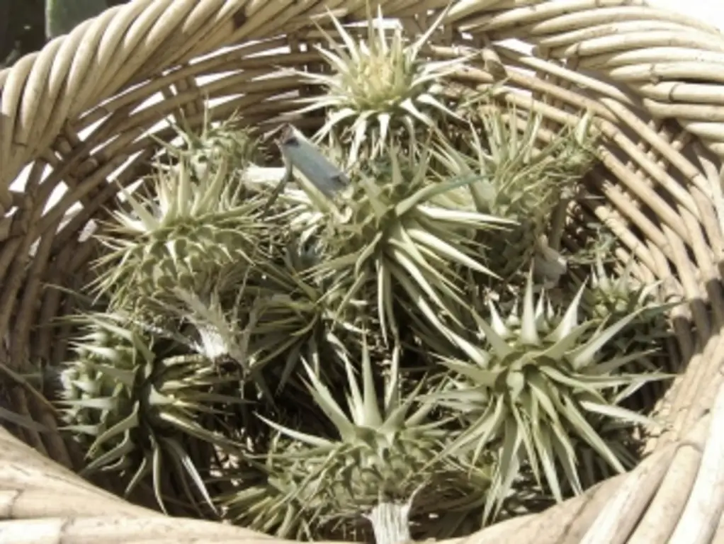 Овощи с артишоками