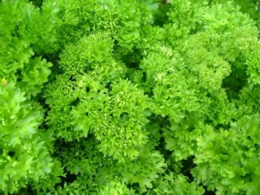 ПЕСТО: песто из петрушки с горным сыром