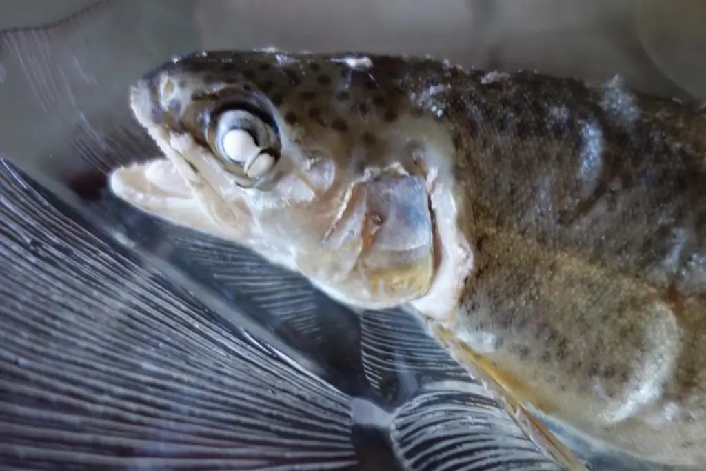 РЫБА: Голубая форель