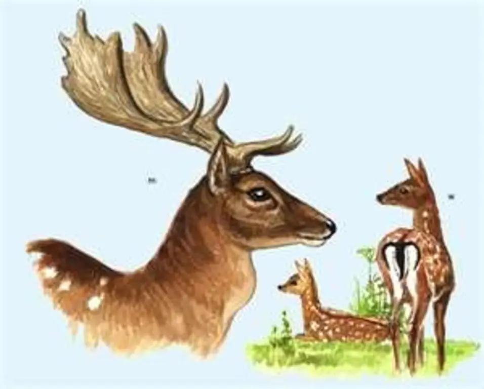 Малые знания дикой природы о частях лани