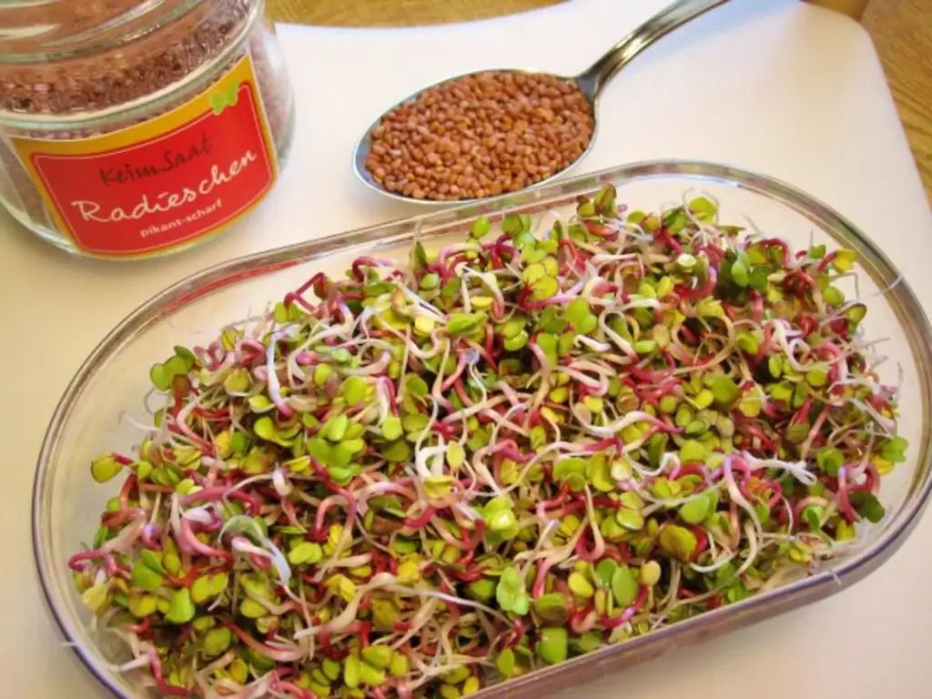 Как получить свежие ростки