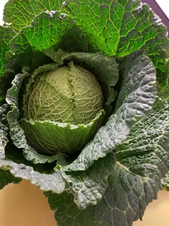 Савойская капуста, приготовленная в одном горшке и немного более элегантная