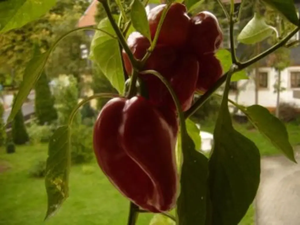 Смешанная сковорода