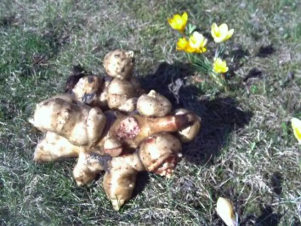 Топинамбур запеченный