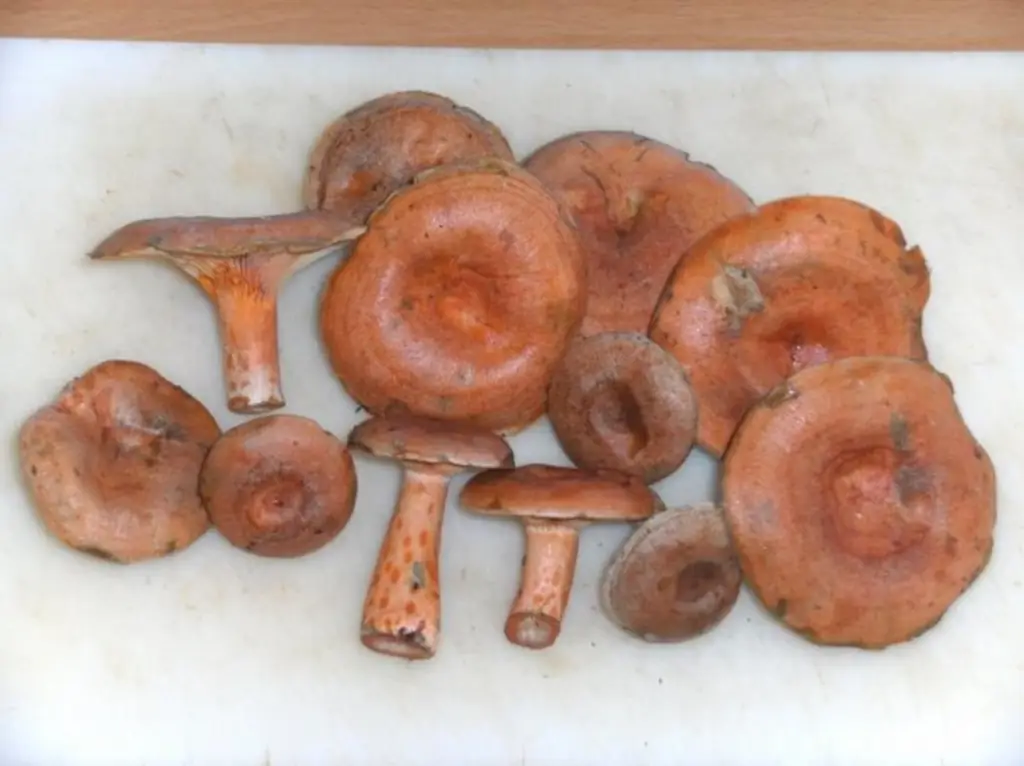 Грибы: настоящая прелесть