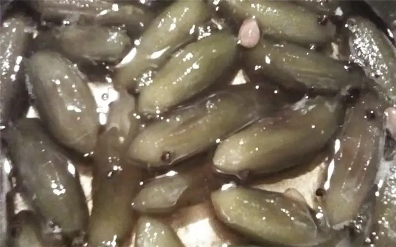 69868063 386927148641616 685352136195702784 н