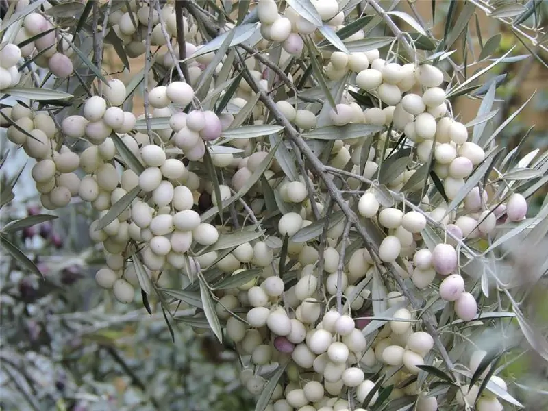 Olea leucocarpa Olea leucocarpa