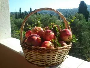 1508312053 568 инструкция по применению для гранатов