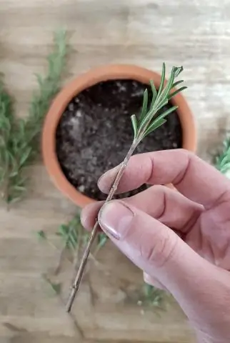 Есть ли декоративный розмарин?