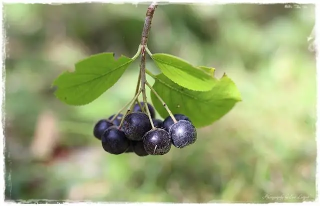 Каков вкус ягоды черноплодной рябины?