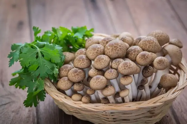 Где растут буковые грибы?