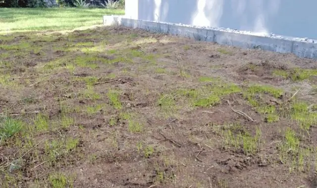 Сколько времени нужно, чтобы семена дыни прорастали?