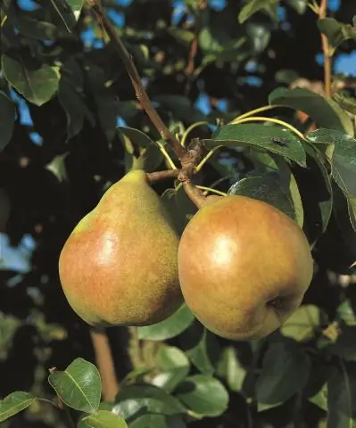 Съедобны ли груши Callery?