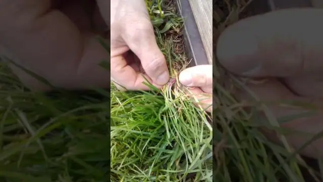 Пандан - это трава?