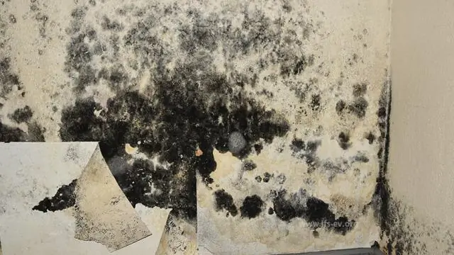 Распространен ли Stachybotrys?
