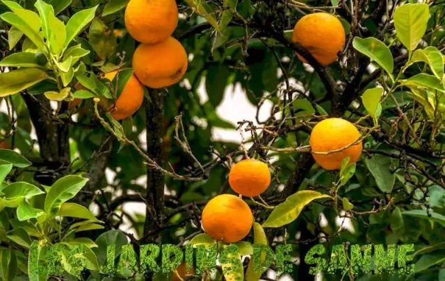 Почему закрылся Orange Leaf?