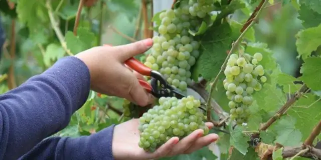 Сколько времени нужно, чтобы виноград испортился?