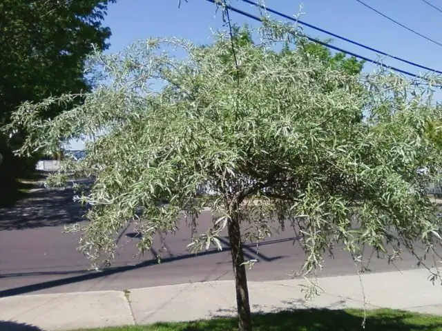 Можно ли обрезать Pyrus Chanticleer?
