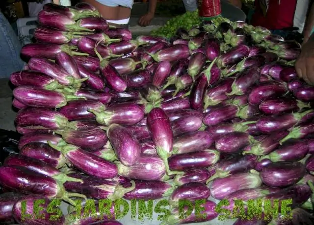 Как вырастить японский баклажан из семян?