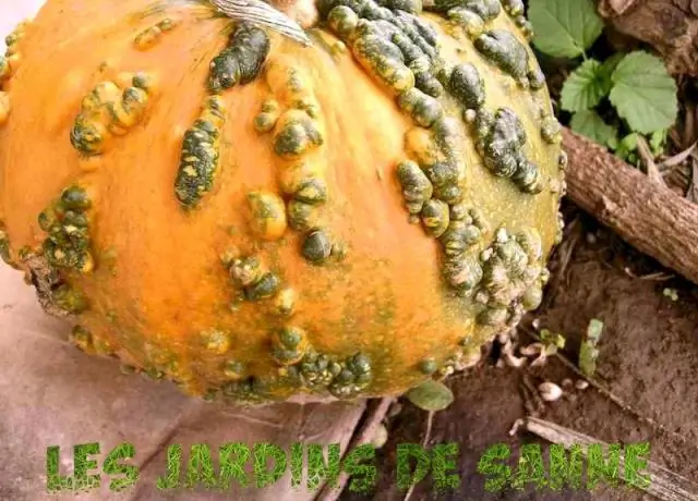 Что вызывает тыквенные бородавки?