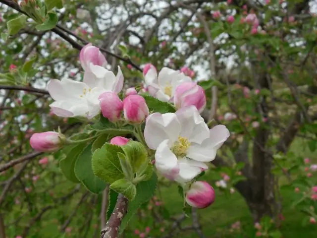 Как Apple Blossom выглядит Shopkins?