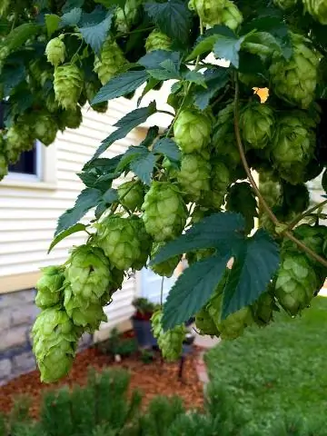 Что такое кластерный хмель?