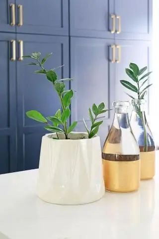 Как укоренить креветки?