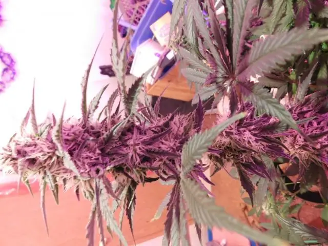 Что такое Zkittles?