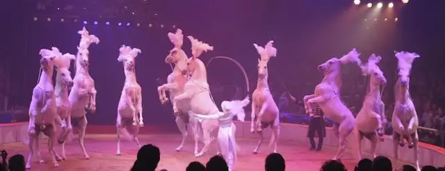 Сколько звезд Мишлен у Le Cirque?
