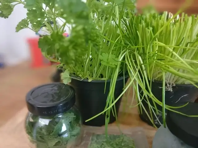 Как использовать мини-кухонный комбайн?