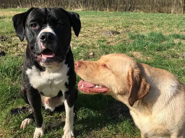 Raising Cane выходит из бизнеса?