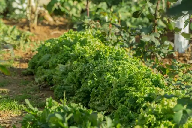 Шпинат (листовой)