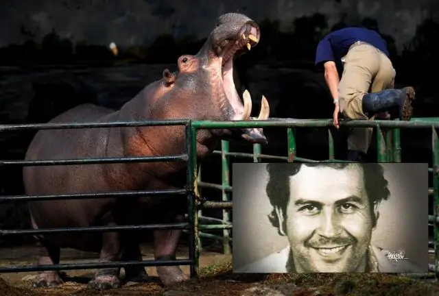 Бегемоты с маслом и сахаром