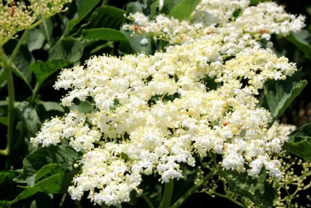 Хрустящая бузина