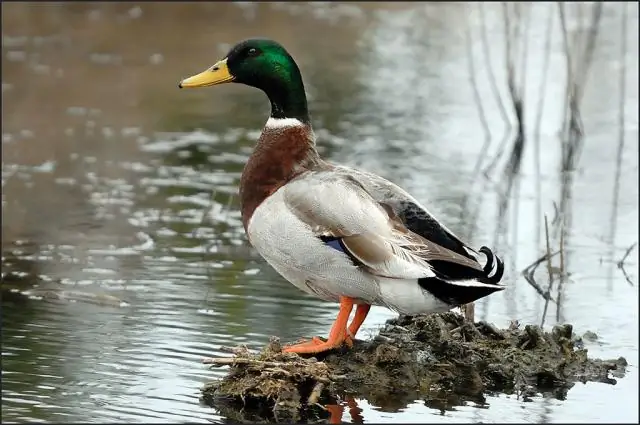 Карпатская дикая утка