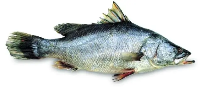 Африканец – 'NGege' Окунь Виктория с арахисом